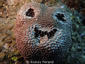 Pumkin face brown sponge - The Maze, East Side, Grand Cay... by Rickey Ferand 
